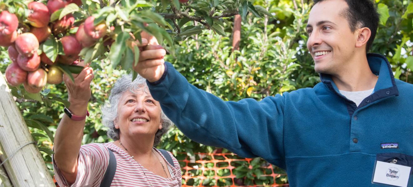 man and woman picking apples